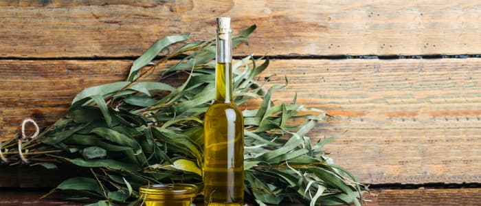 Eucalyptus Oil (Nilgiri Tel): Uses &amp; Benefits